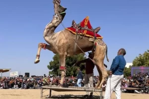 hhd1ji18_camel_295x200_12_February_24